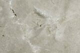 Fossil Bird Tracks - Green River Formation, Utah #106126-1
